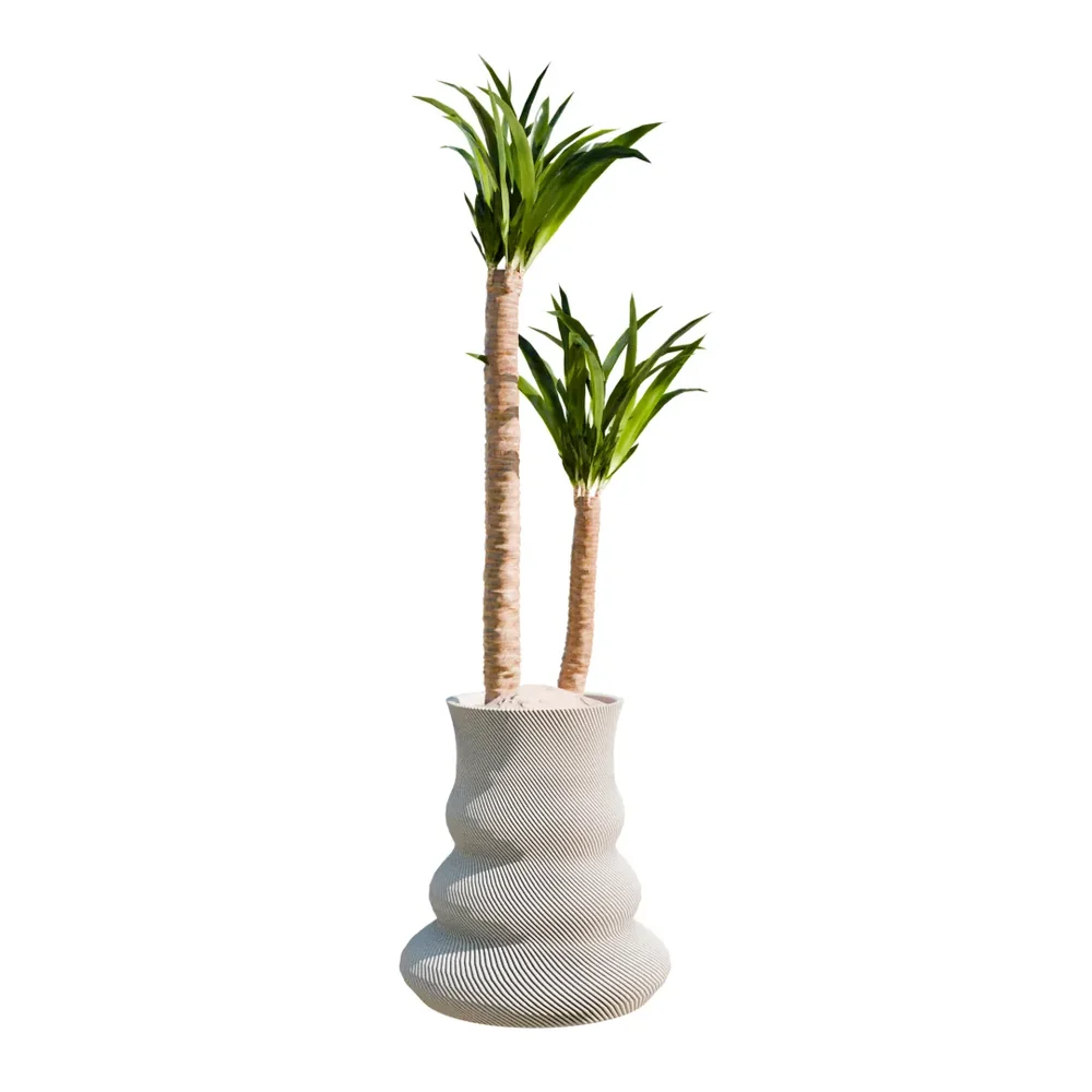 Indoor Plant Yucca Elephantipes Gigantea