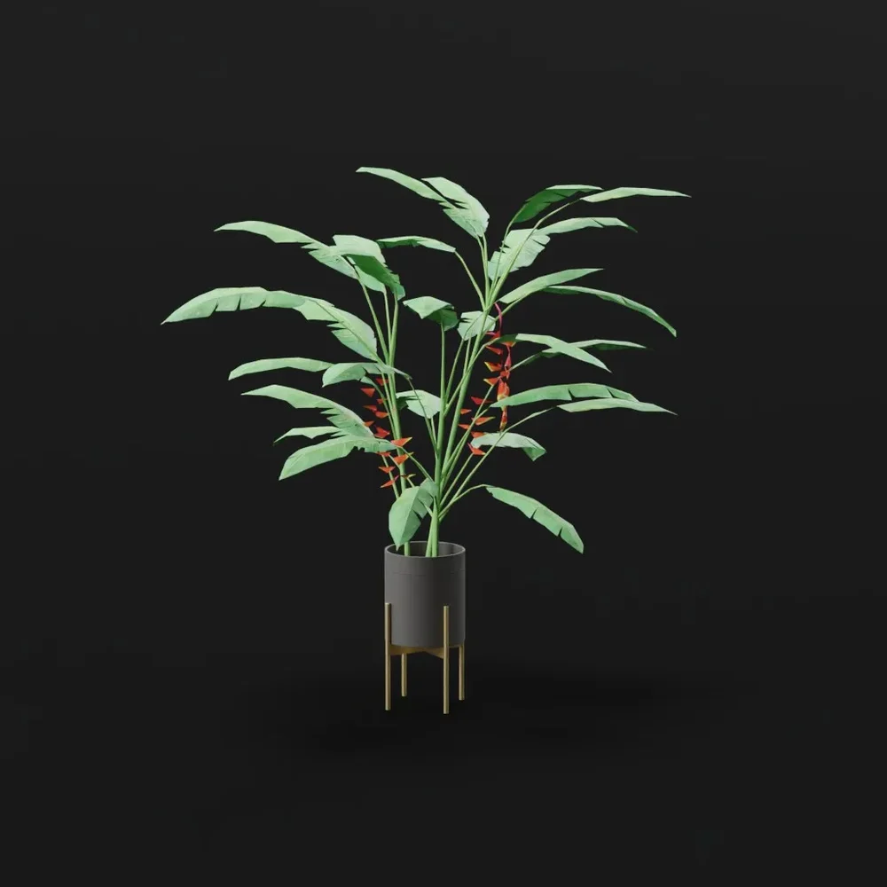 model: Heliconia Lobster Plant Large Potted