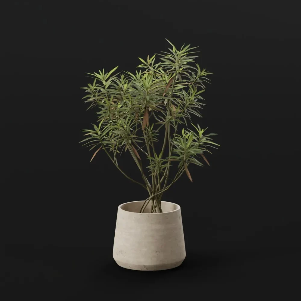 Honey Spurge Bush Med Plant Potted