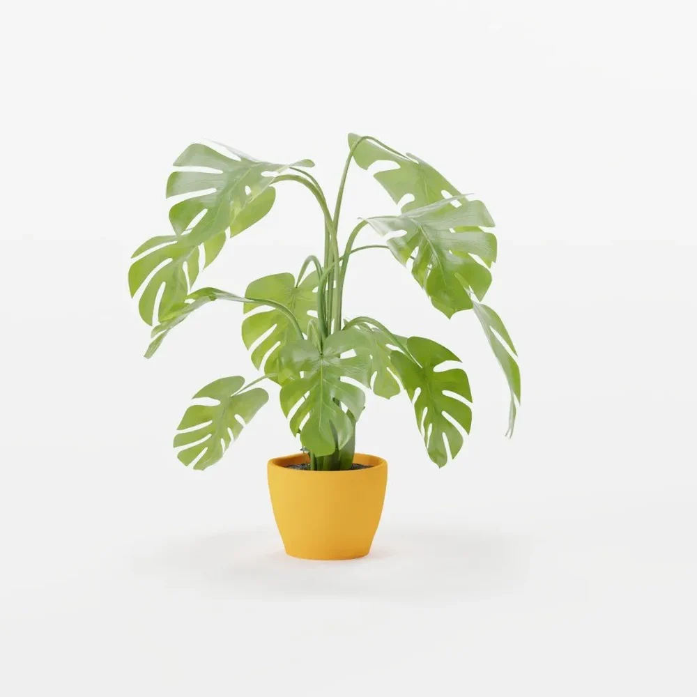 The Swiss Cheese Plant