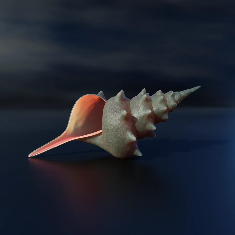 Snail Seashell