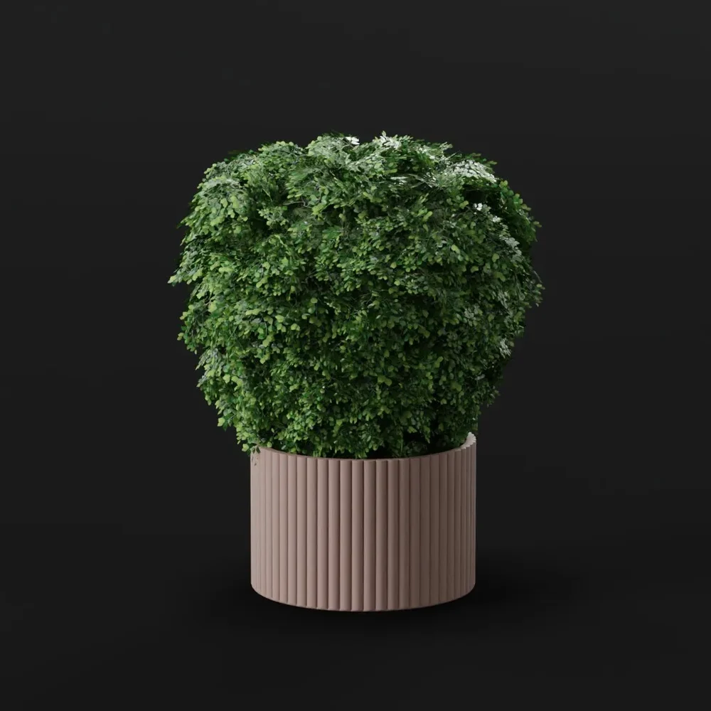 Ficus Bush Potted