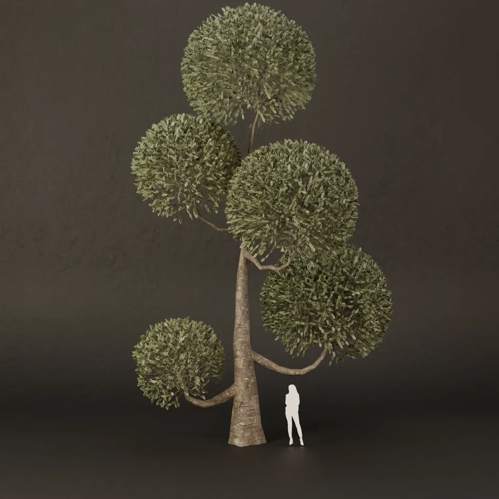 Sj-Ornamental Tree Crown Calm