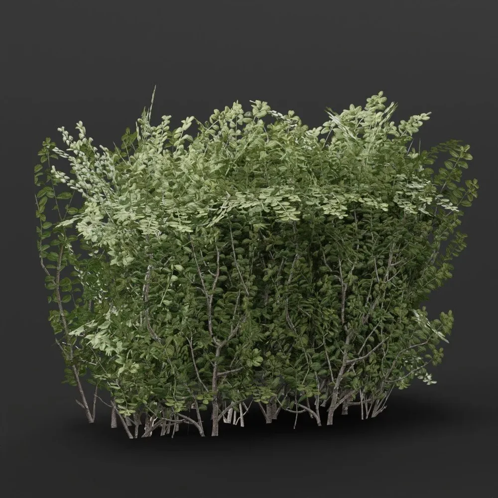 Boxwood Hedge End