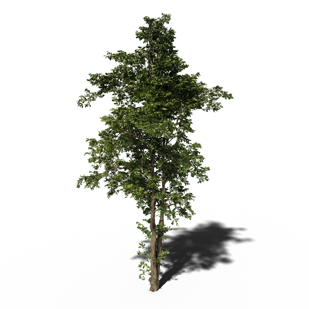 Combretum Wild Tree V2