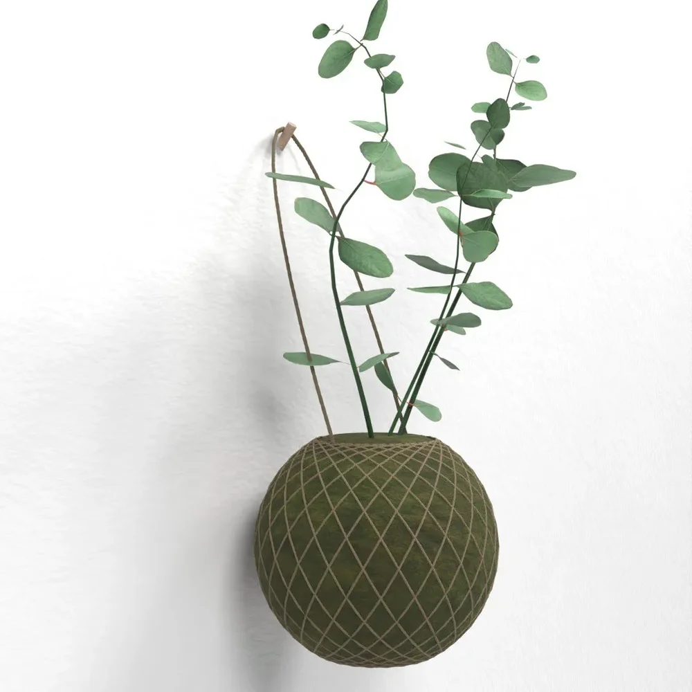Eucalyptus Plant On Wall Hanging Moss Ball (Kokedama)
