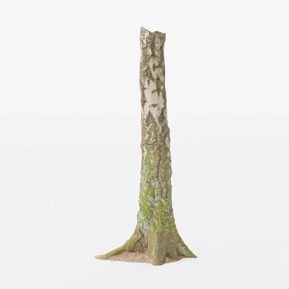 Birch Tree Trunk Forest Pbr Scan 01