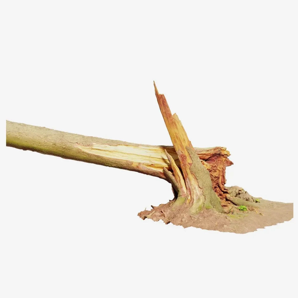 Conifer Tree Stump Broken Pbr Scan 04