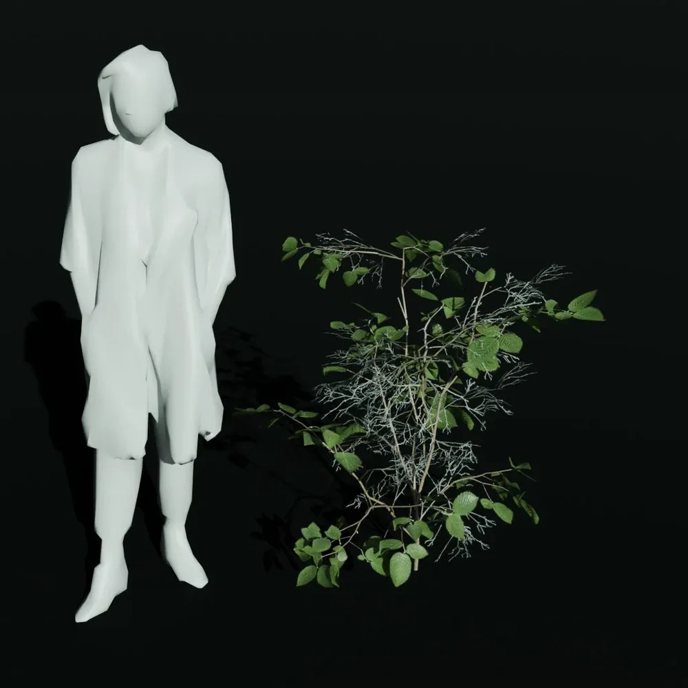 Hornbeam Tiny