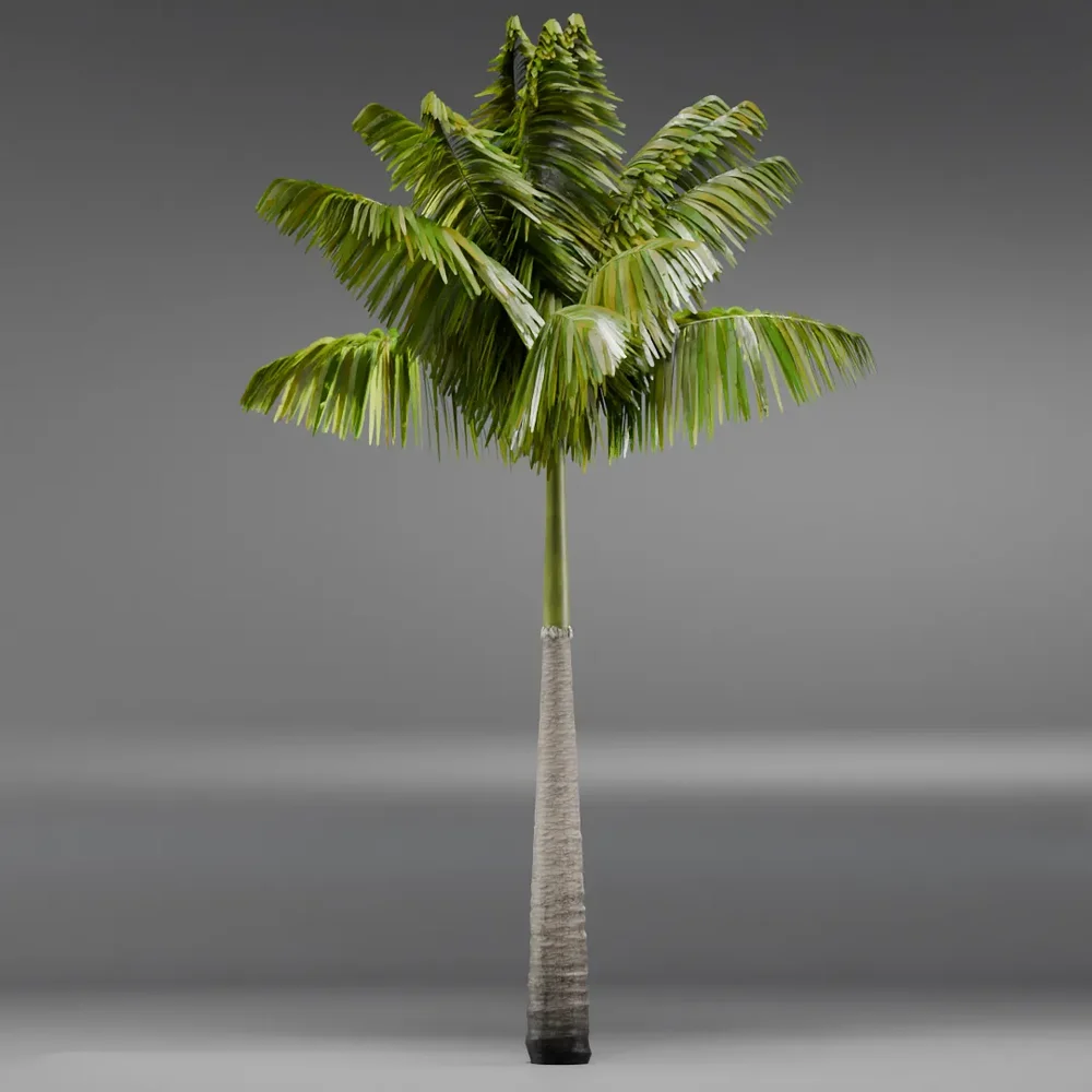 Imperial Palmtree