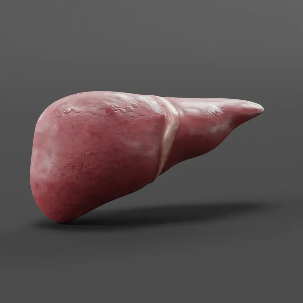 Exposed Liver