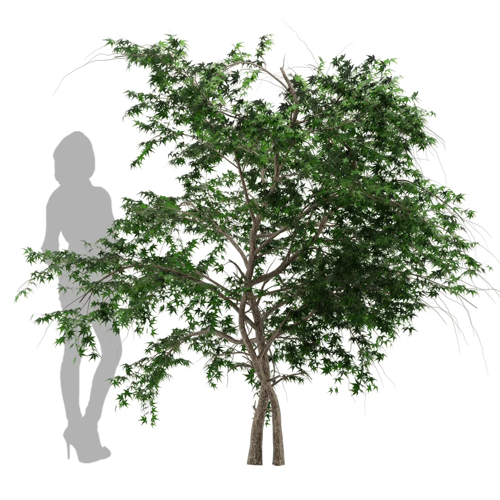 Japanese Maple Tree