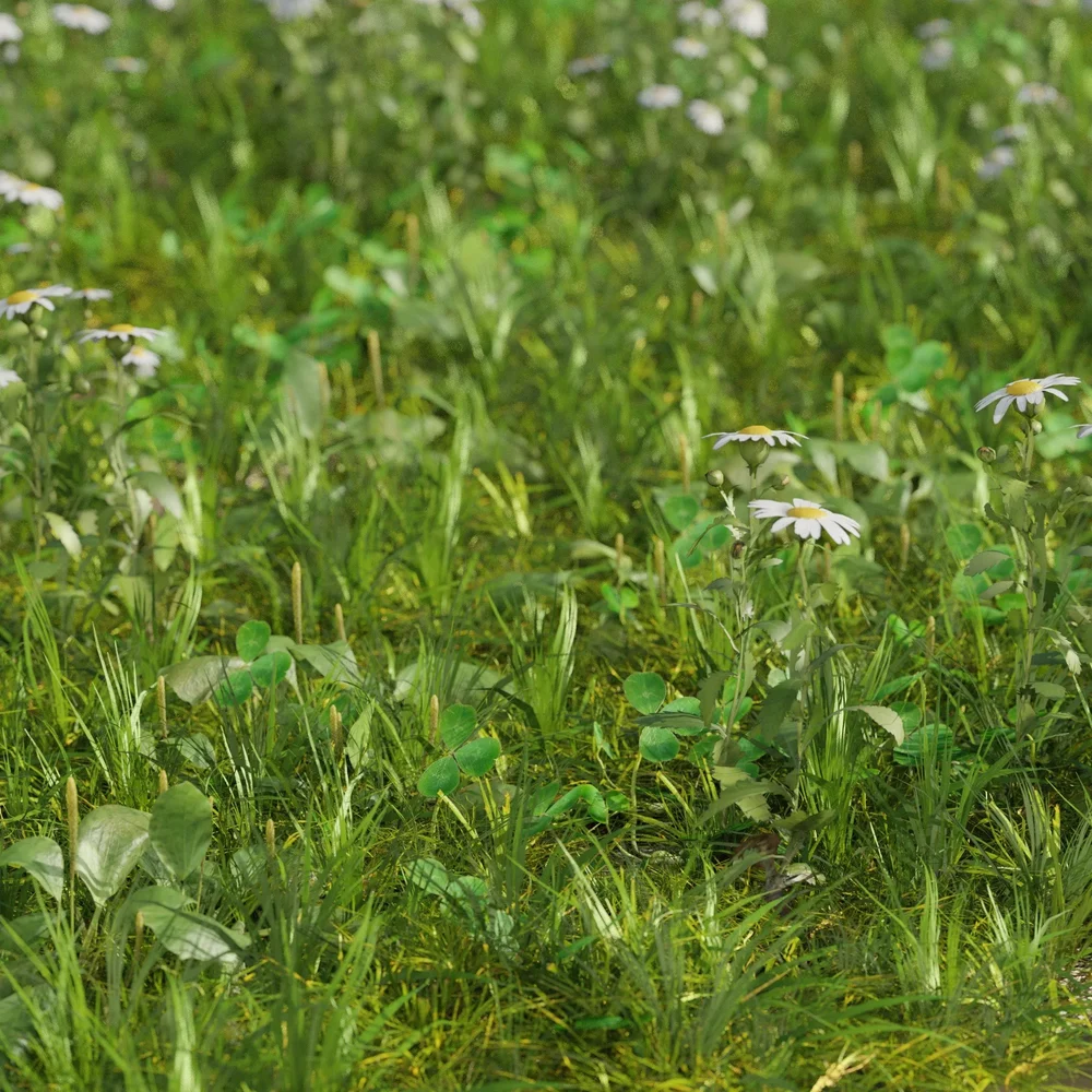 Grass Meadow Mix - Camomille, Plantago And Clover Large Area