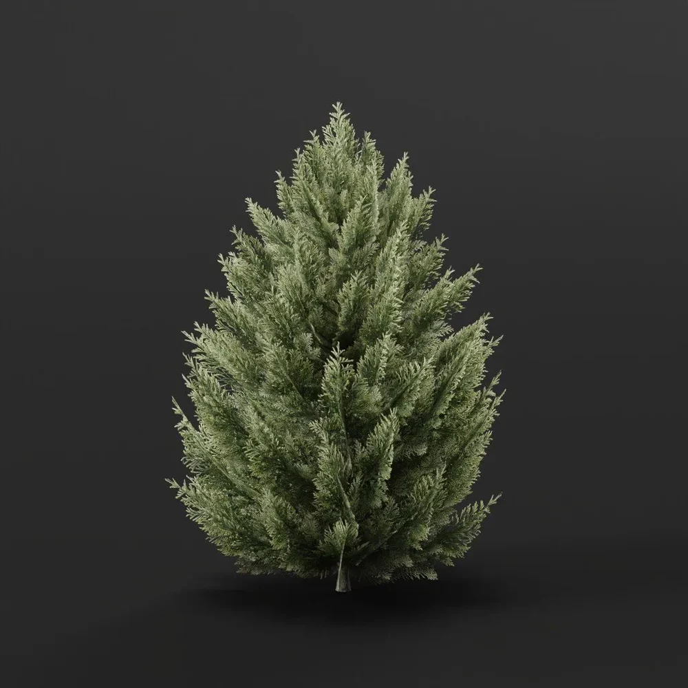Red Cedar Bush Large