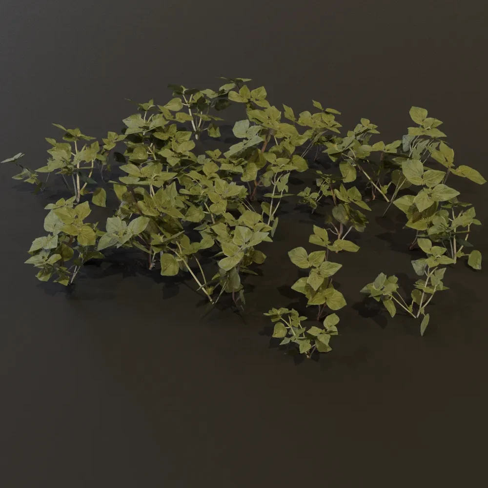 Ground Cover Grass Patch Gn