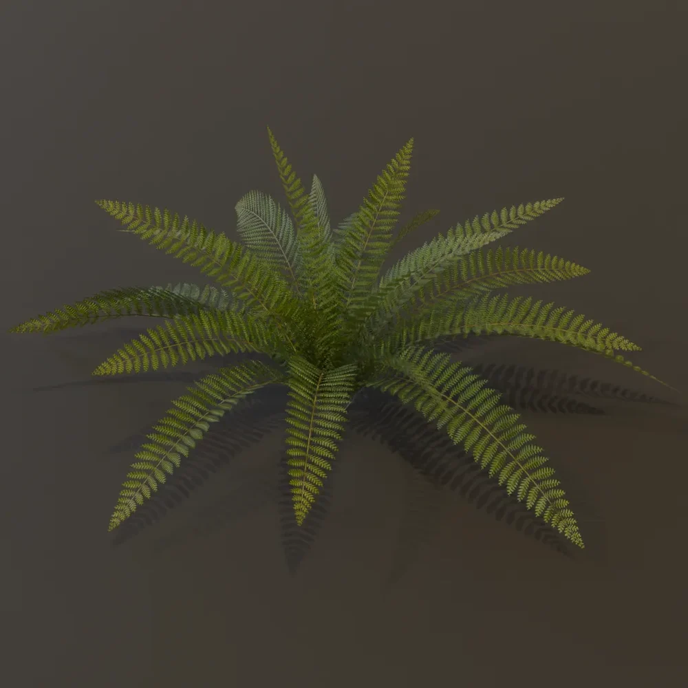 Wild Fern Large