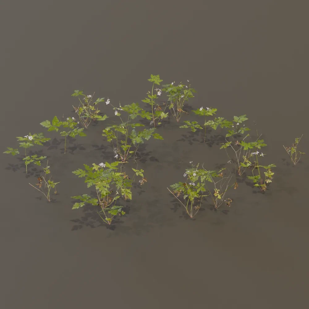 Herb Robert Geranium Robertianum Small