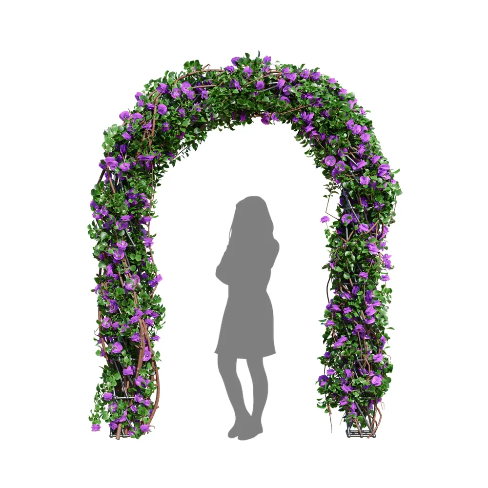 Climbing Roses Garden Bow Purple