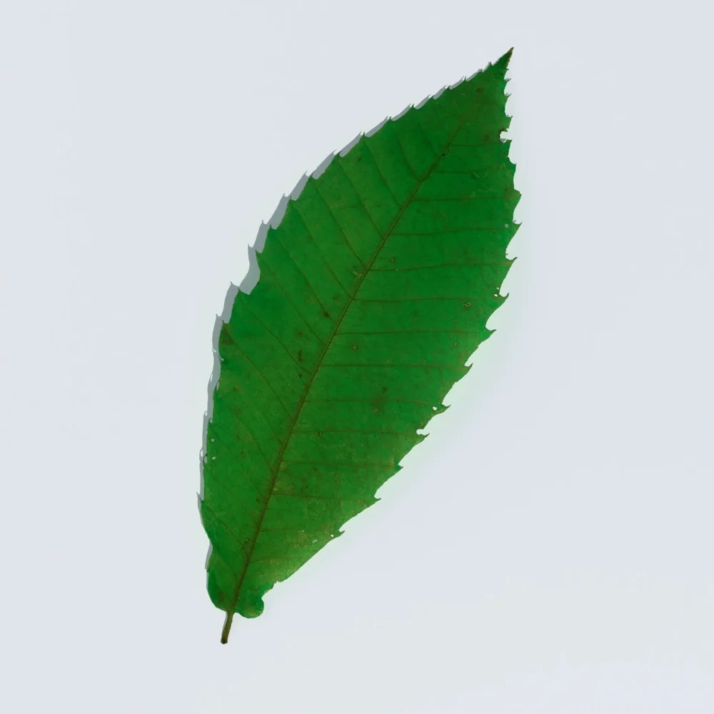 Sweet Chestnut Leaf