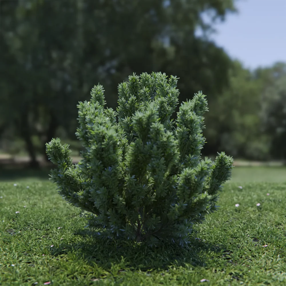 Plant Catherine Elizabeth