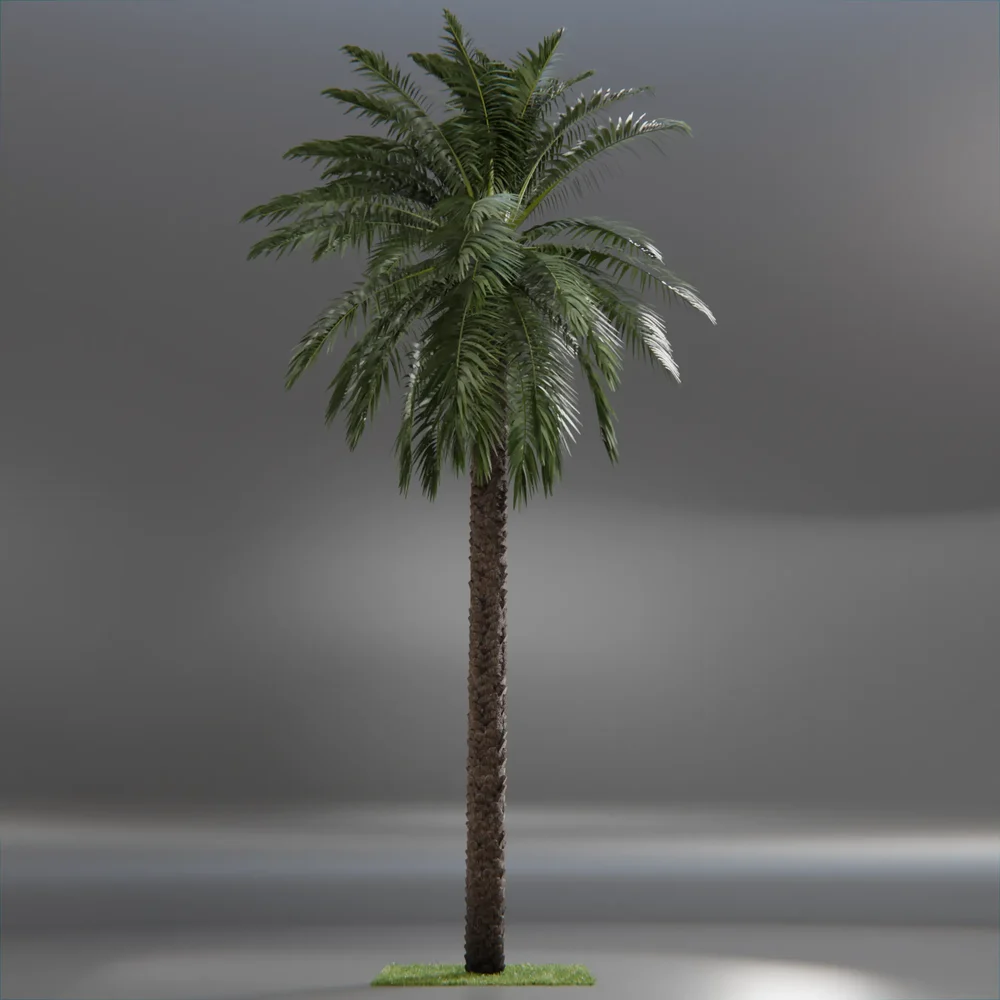 Dactylifera Palm Tree Animated