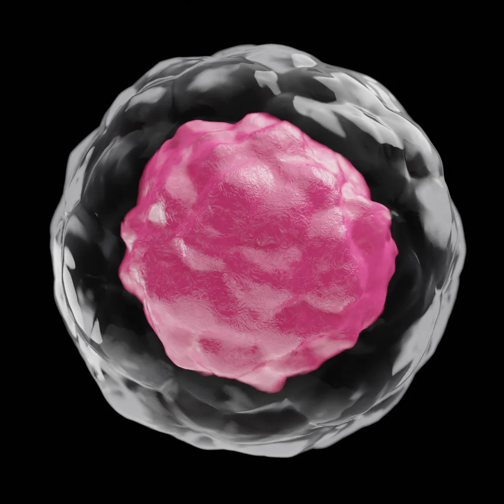 Stem Cell
