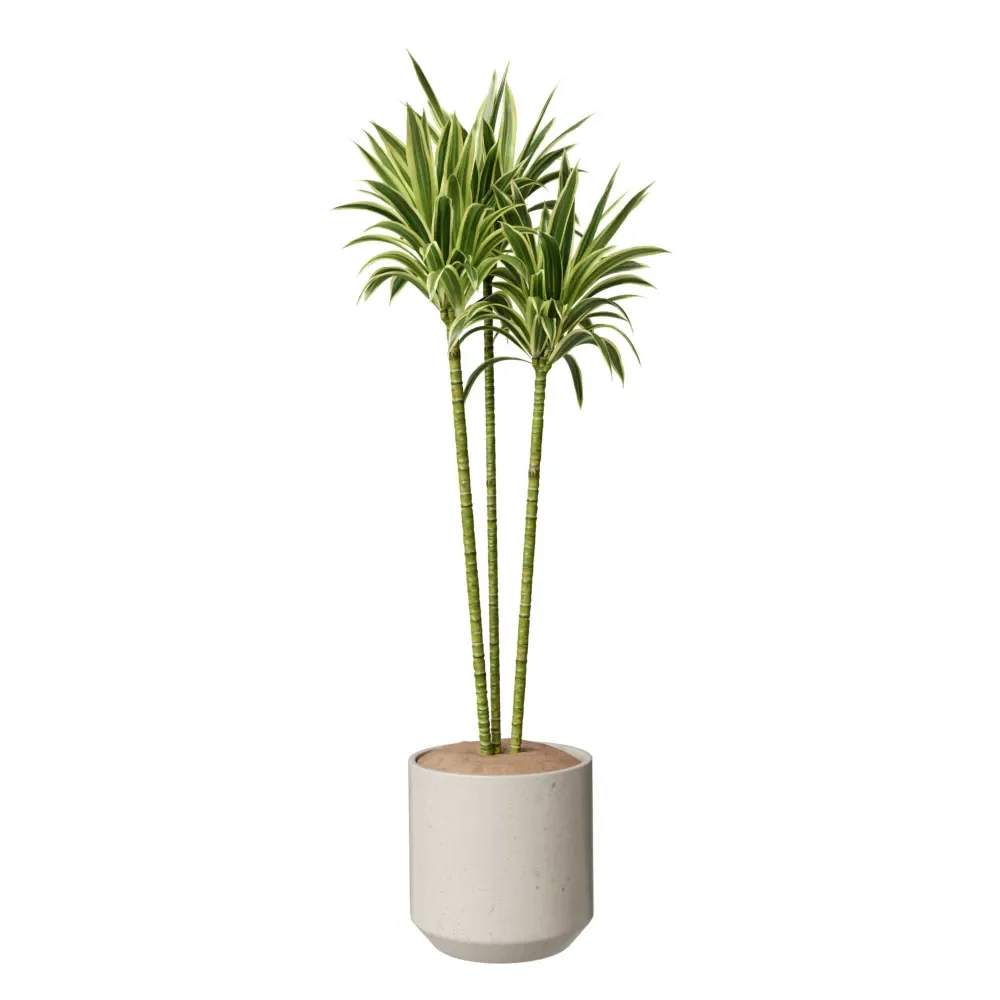 House Plant Lemon Lime Cane Dragon