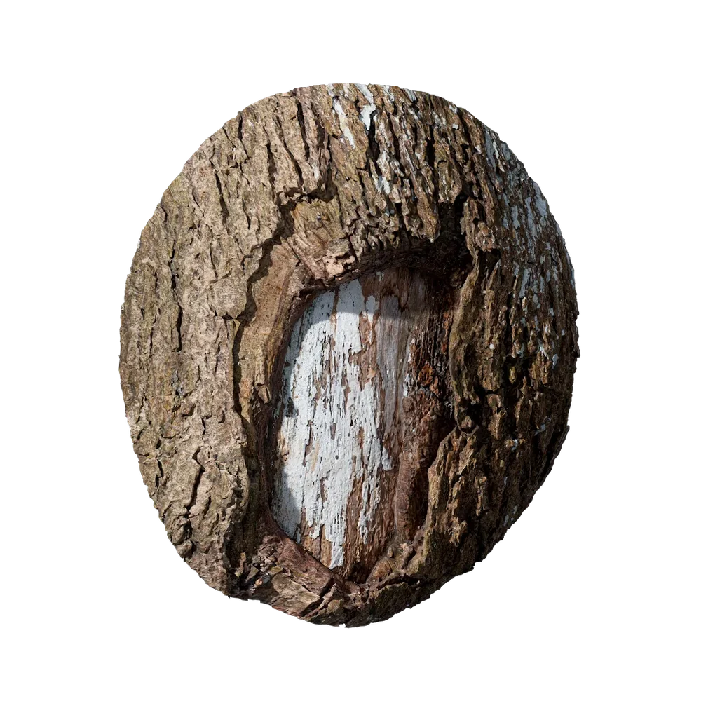 Cinnamomum Camphora Burl