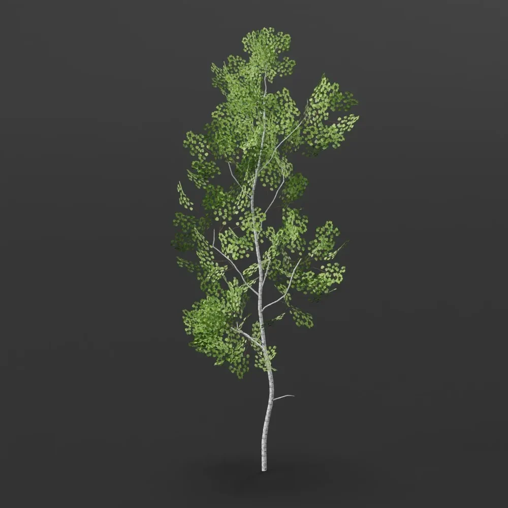 Aspen Tree Longer Branches
