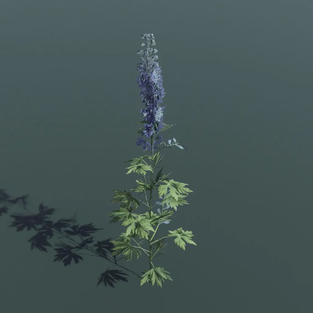 Plant Larkspur Large