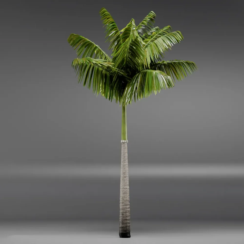 Imperial Palmtree