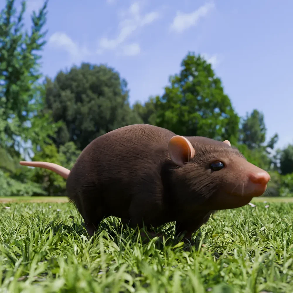 Rat Animated - Running And Standing