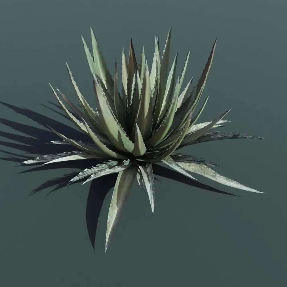 Plant Lechuguilla Large