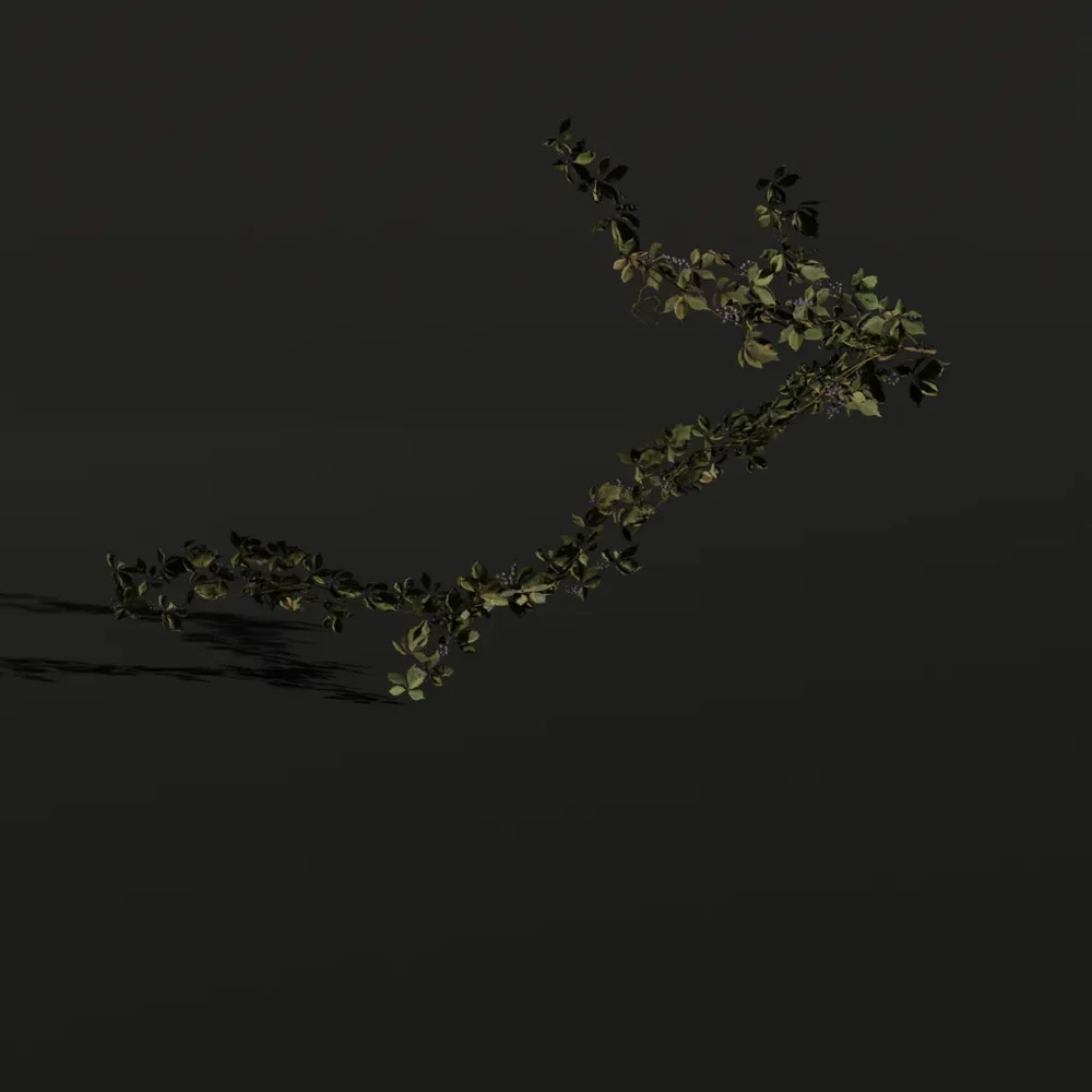 Creepers Vine C3