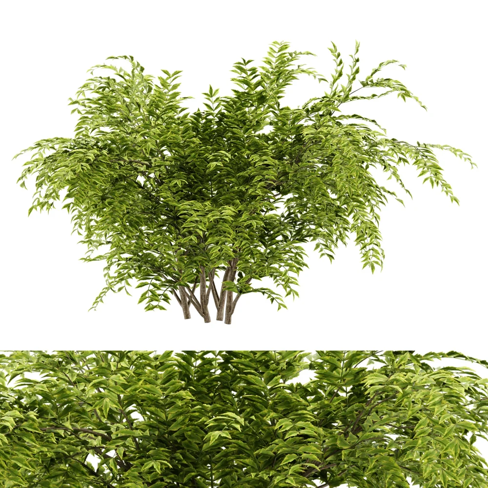 Simple Bush Plant