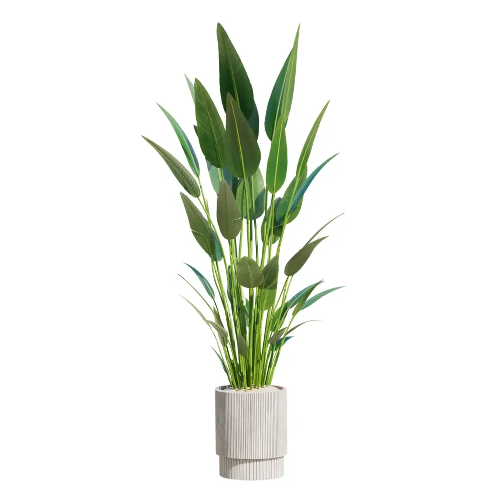 Indoor Plant Bird Of Paradisebird