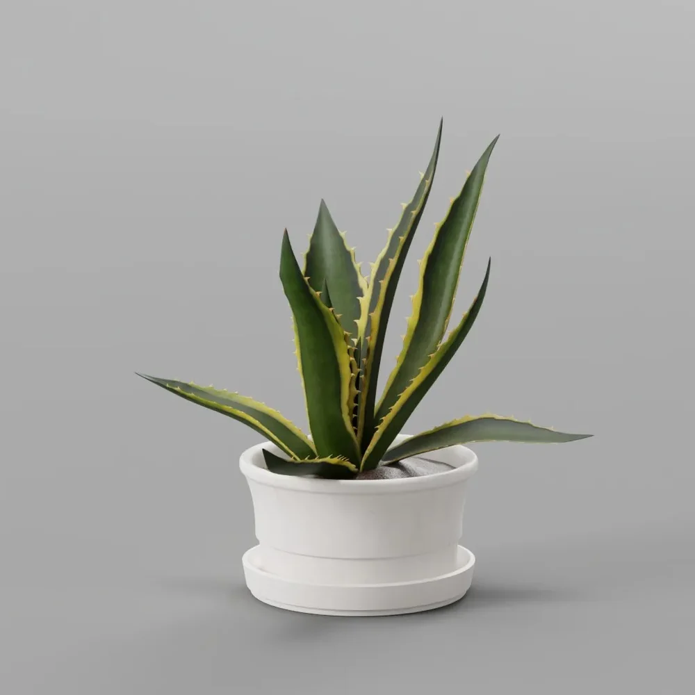 Agave Plant In White Pot