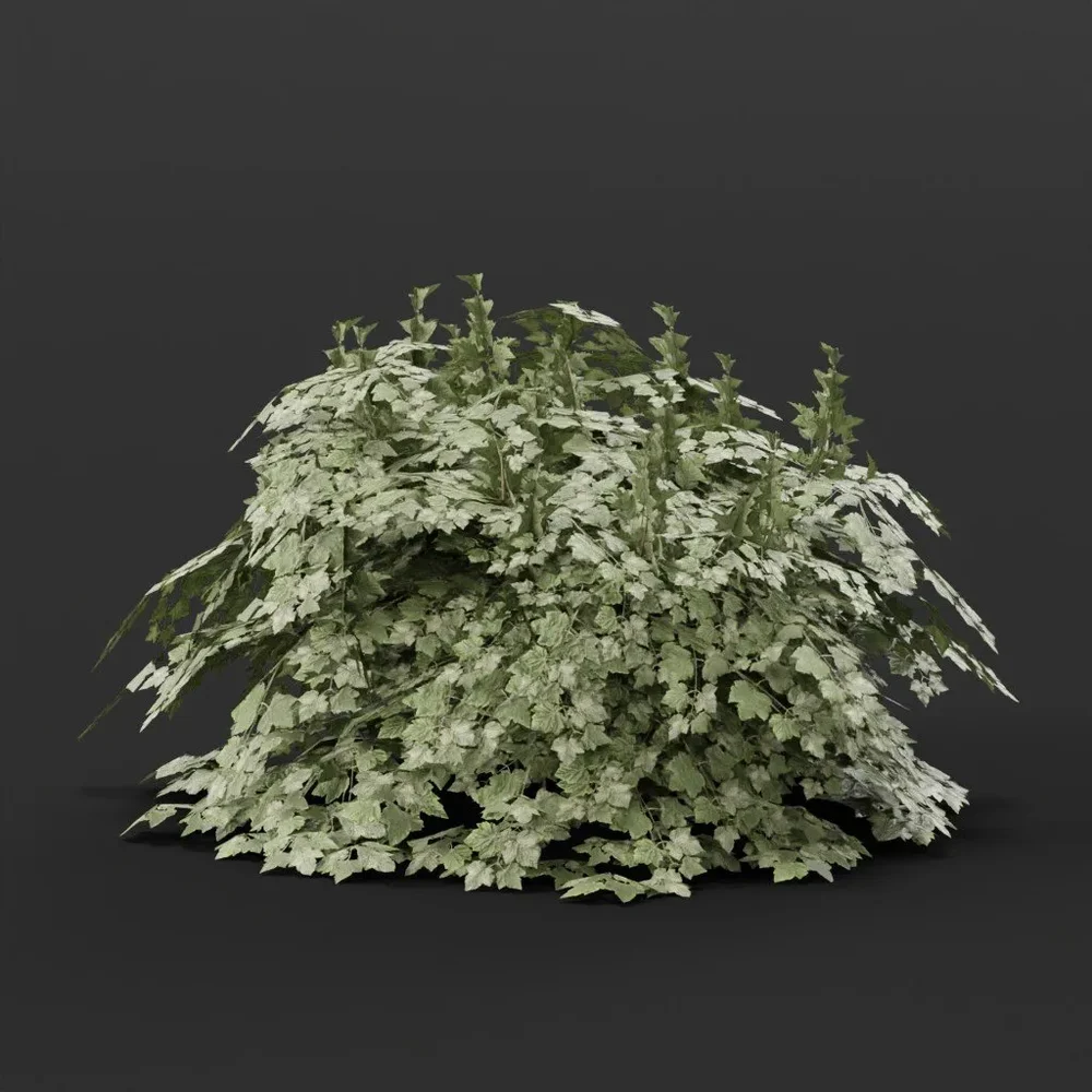 Cranberry Bush Small Noflowers Variation