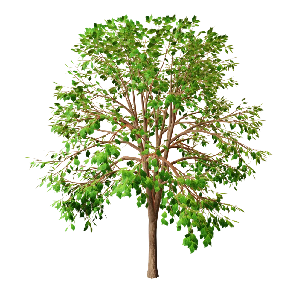 Green Leaved Tree