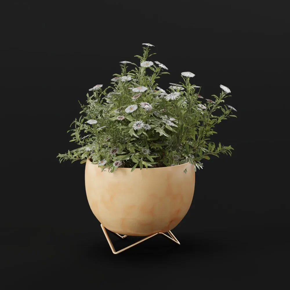 Flower Aster Potted Small