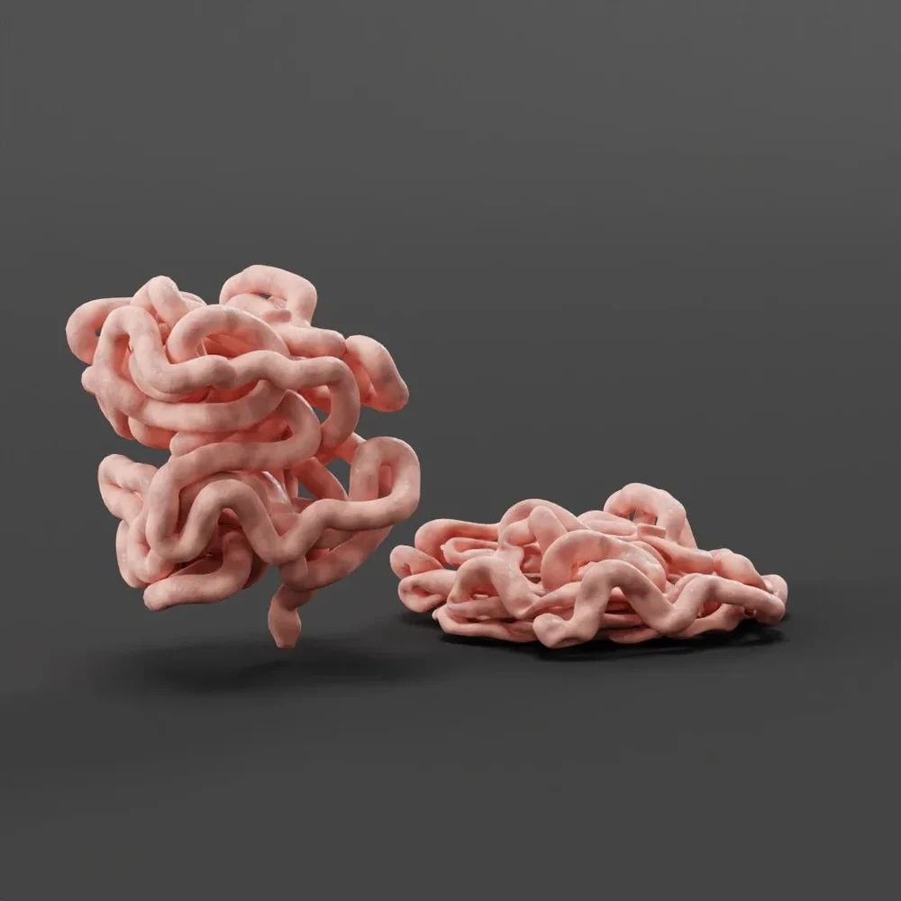 Exposed Small Intestine