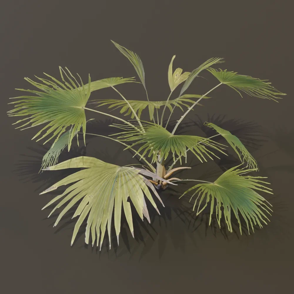 Fan Palm Young
