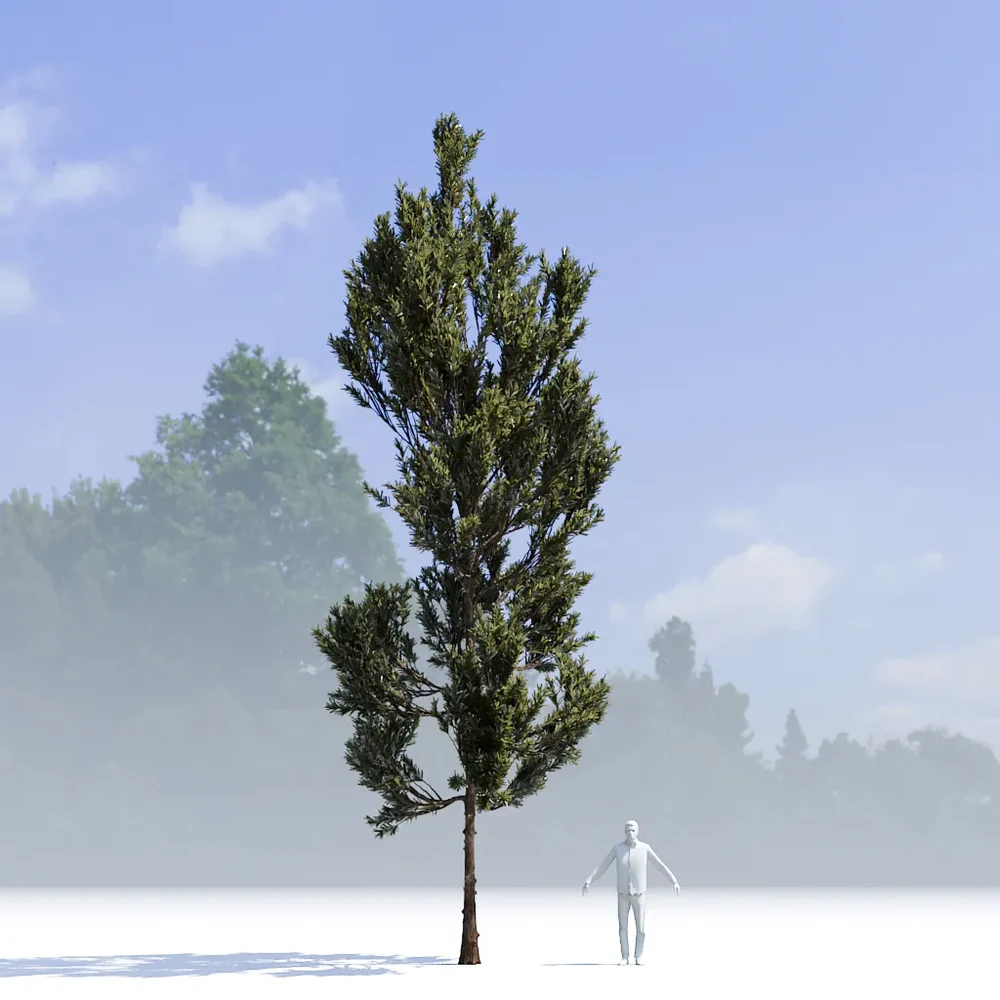 Coniferous Tree