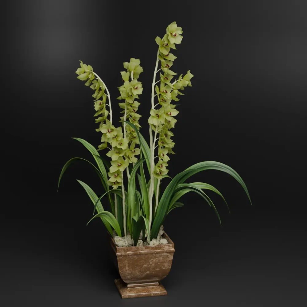 Green Orchid Plant In Pot