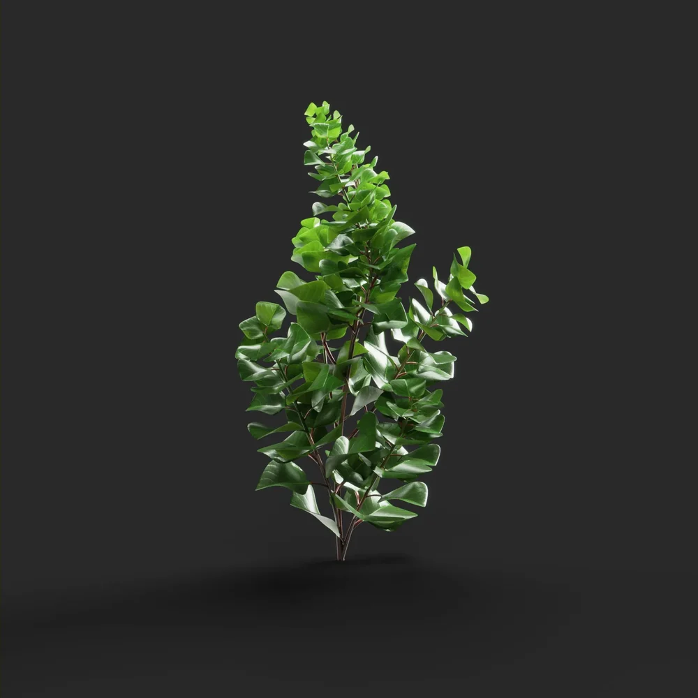 Young Linden Sprout
