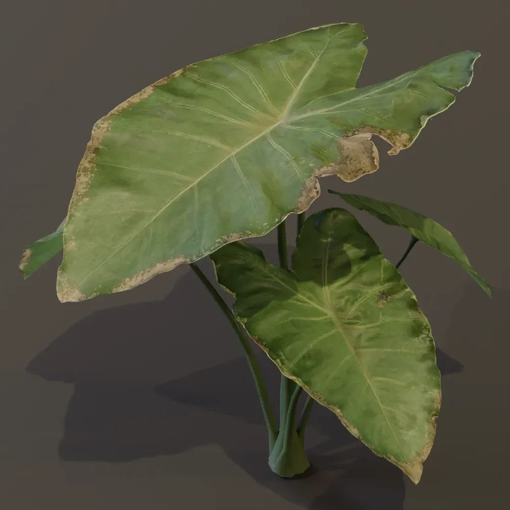 Elephant Ear Taro Plant Juvenile Var
