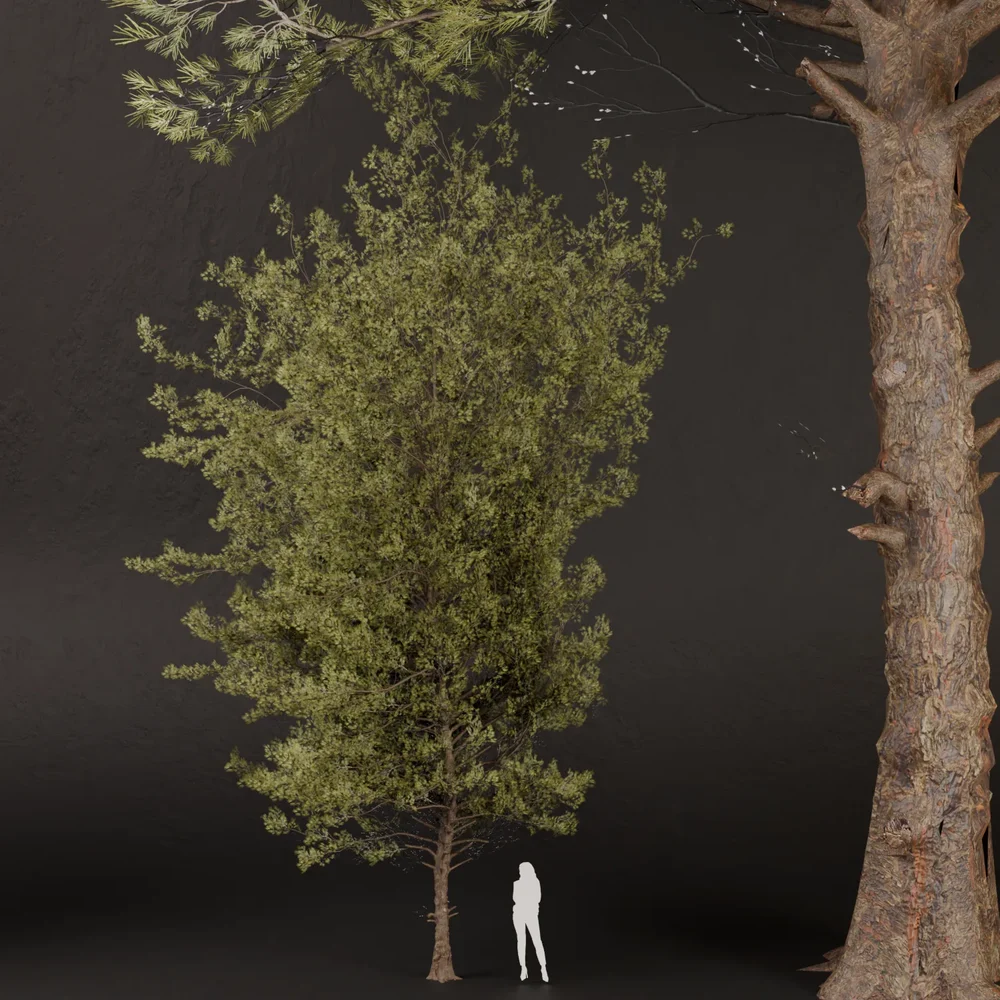 Sj-Detailed Pine Forest Tree