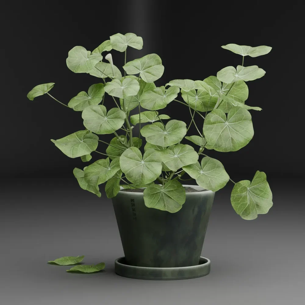 Decorative Potted Plant