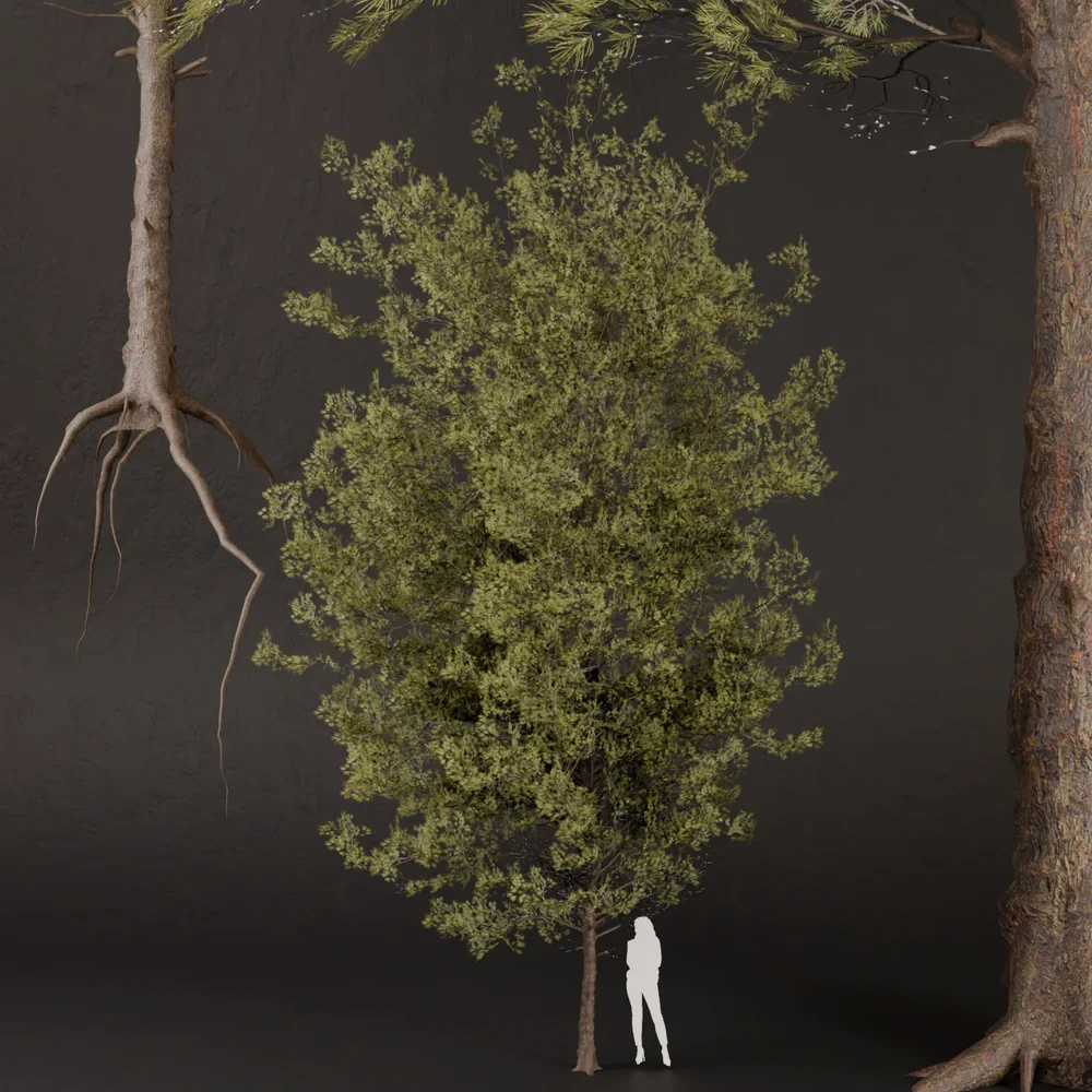 Sj-Realistic Pine & Spruce Forest