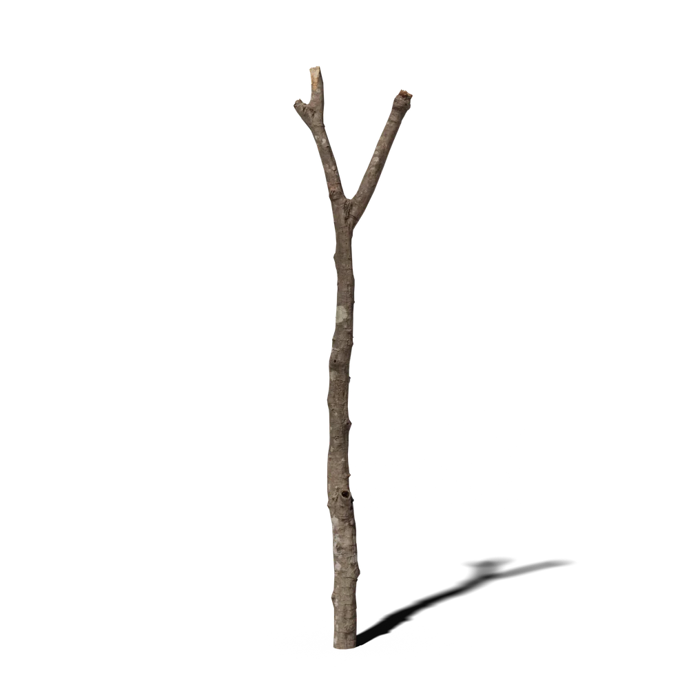 Trunk V1